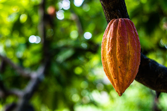 The surprising benefits of dark chocolate